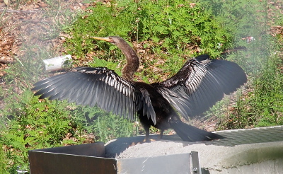 [Back view of an anhinga with its wings outstretched. The wings have white feathers at the upper edges while the rest is black.]